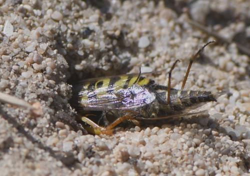 Réf. 284 854 : Bembix oculata